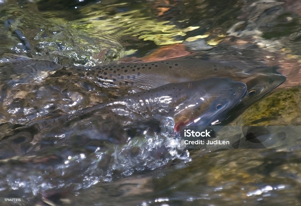 Cutthroat trout - Zbiór zdjęć royalty-free (Jajo)