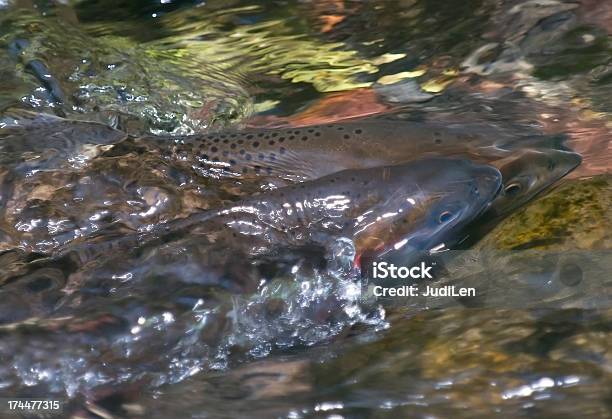 Cutthroat Trout - zdjęcia stockowe i więcej obrazów Jajo - Jajo, Pstrąg, Woda