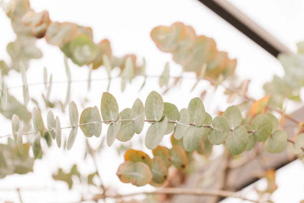 istock Intricate Sage Green & Rustic Orange Eucalyptus Leaves & Branches on a Eucalyptus Tree Outdoors in South Florida 1744773331