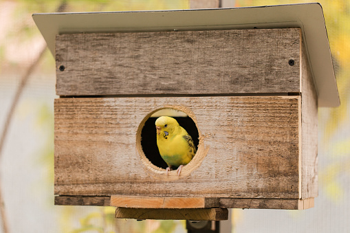 A Small Yellow Parakeet Bird Peeking Its Outside of Its Wooden Birdhouse in South Florida
