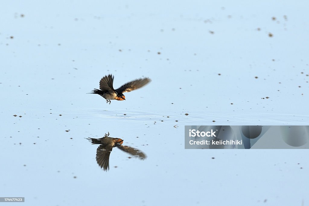 Hirondelle volant - Photo de Aile d'animal libre de droits