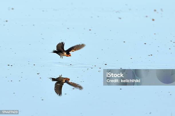 Photo libre de droit de Hirondelle Volant banque d'images et plus d'images libres de droit de Aile d'animal - Aile d'animal, Ailes déployées, Bleu