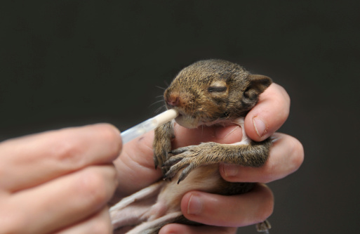 Tiny baby squirrel being fed from an eye dropper.
