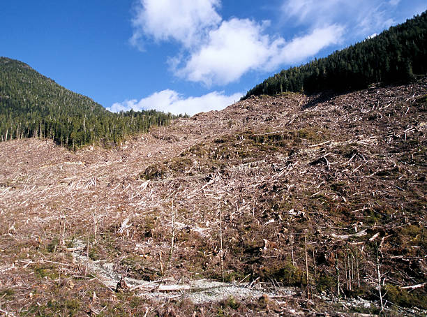 Island Deforestation stock photo
