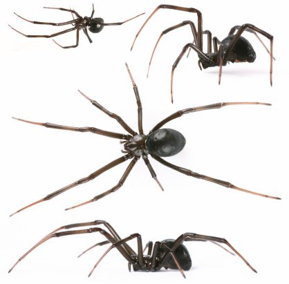 The great raft spider or fen raft spider (Dolomedes plantarius) close up