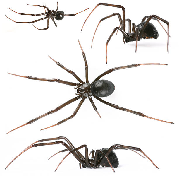 black widow http://antagain.republika.pl/spiders.png black widow spider photos stock pictures, royalty-free photos & images