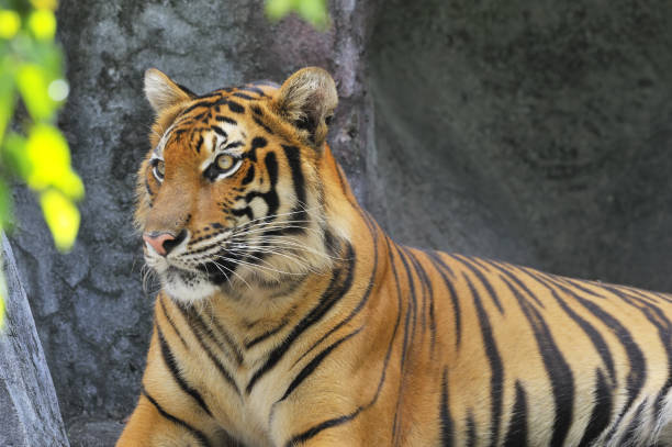 istock Male tiger staring moles in the air 174477642