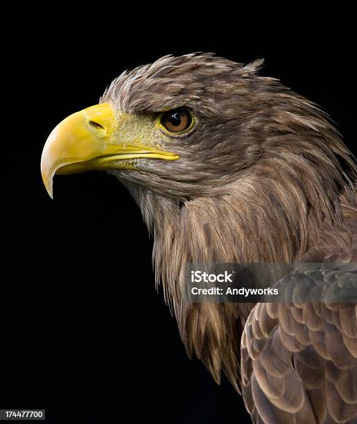 White Tailed Eagle Haliaeetus Albicilla Stockfoto und mehr Bilder von Adler - Adler, Schwarzer Hintergrund, Europa - Kontinent