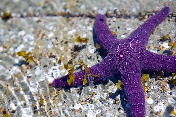 Étoile de mer pourpre - Photo