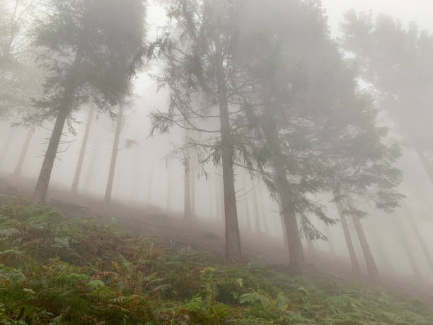 Misty mountain pine forest in fog with haze stock photo