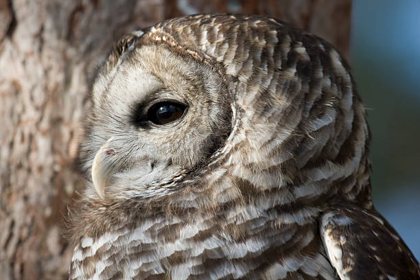 istock Barred Owl (Strix varia) Portrait 174478158
