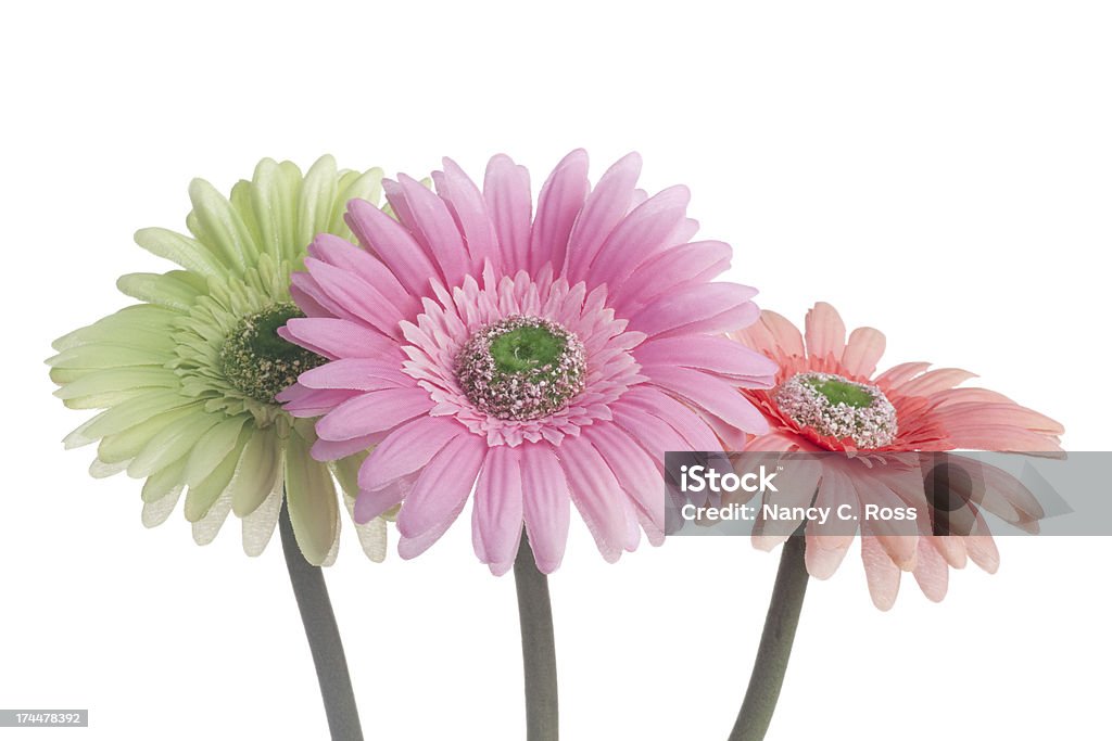 Trois Gerbera pâquerettes, fleur, Multicolore, amour, Romance de printemps, isolé sur fond blanc - Photo de Bouquet formel libre de droits