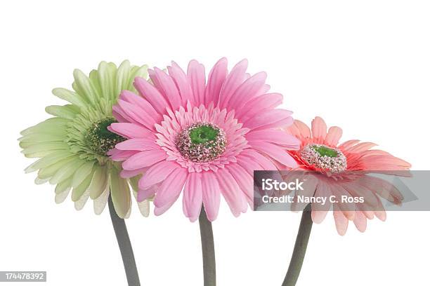 Foto de Três Gerbera Margaridas Flor Multicolorido Amor Romance Primavera Isolado Sobre O Branco e mais fotos de stock de Bouquet