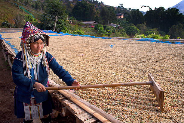 Akha Woman Coffee Worker stock photo