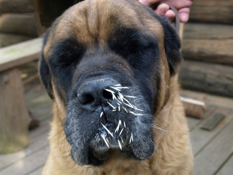 Dog with porcupine quills stuck in his nose and mouth