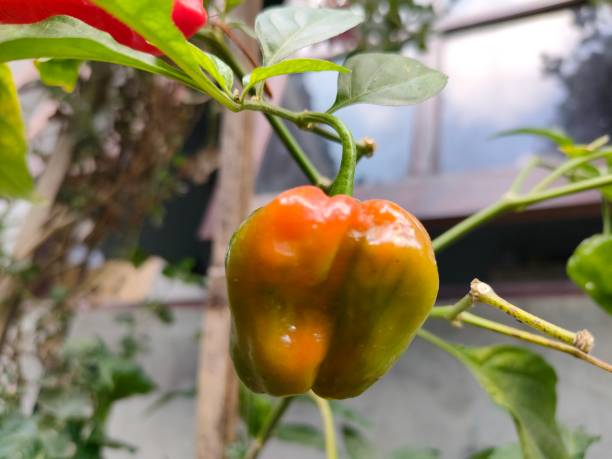 istock habanero chili tree 1744785161