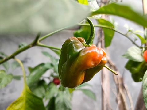 The habanero chili tree is a fruit plant. This plant is a perennial plant, and bears fruit regularly. Habanero chilies are one of the plants that are easy to care for.