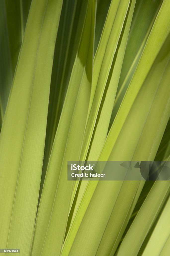 Fundo verde Fronde - Royalty-free Flora Foto de stock