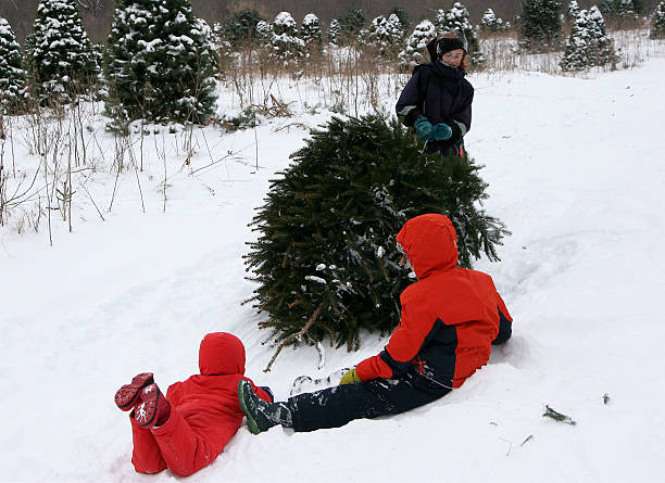obtener la serie tree- de navidad - parker brothers fotografías e imágenes de stock
