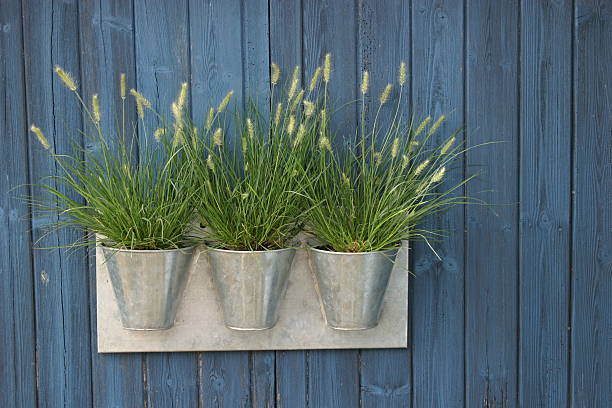 Litlle Bunny on wall Pennisetum Little Bunny pennisetum stock pictures, royalty-free photos & images