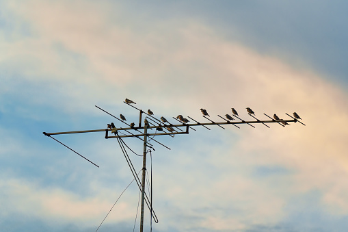 Flock of bird flying and perching on electric wire in the evening on rural scene