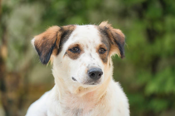 Close-Up of a Brown and White Dog Smiling Outdoors on a Sunny Day