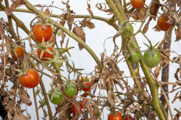 istock Cherry tomatoes in an organic farm 1744786937
