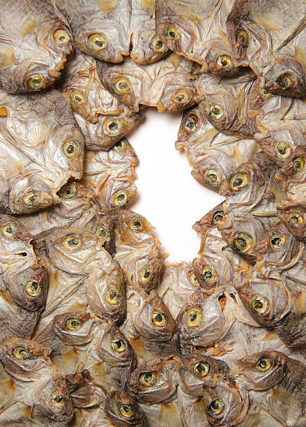 Dried Fish Circle