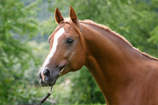 Close-up of a head of a brown western horse with a white stripe on the head and black mane