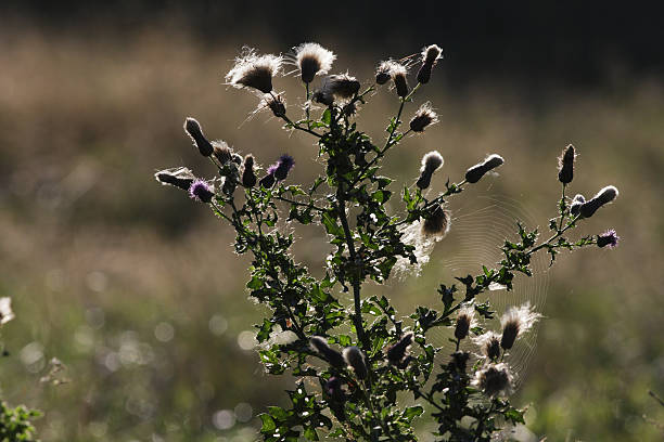 istock Thistledown seeds and spider webs are like silk 174479265
