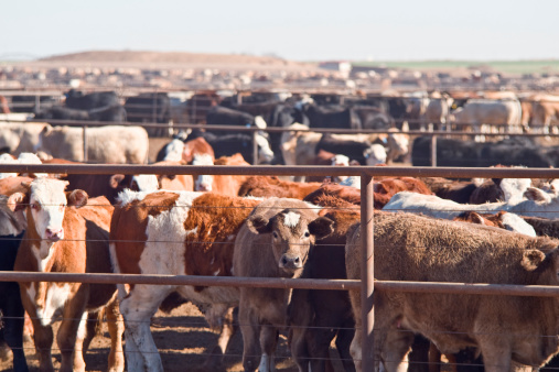 Herd of cows walking out the cowshed and going on pasture to graze.