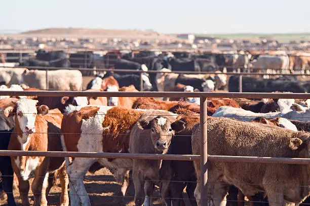 Cattle awaiting slaughter in feedlot in West Texas.click here to see all my Texas Longhorn and other cattle photos