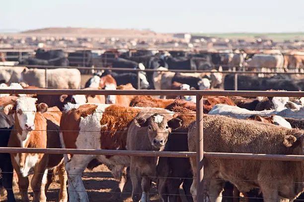 Photo of Feedlot