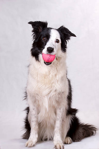 dalmatin white puppy dog play with soccer football ball close up photo on green lawn background