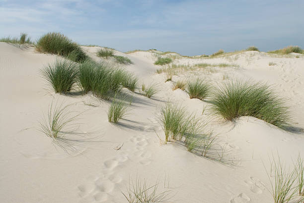 Landscape of young dunes stock photo