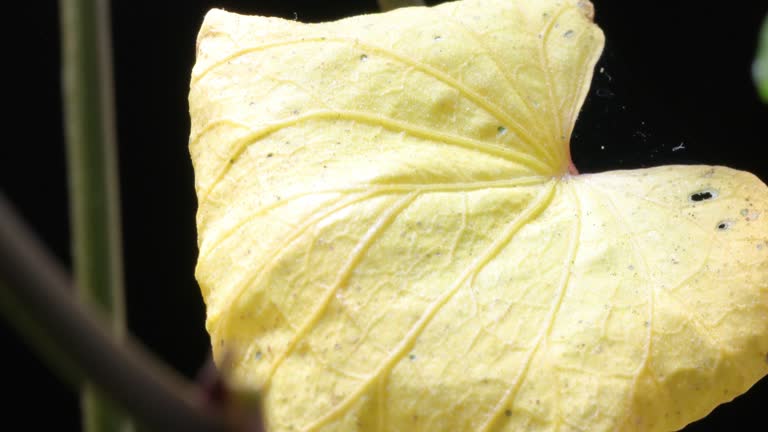 Sweet potato or sweetpotato (Ipomoea batatas) leafs growing, whitefly on them