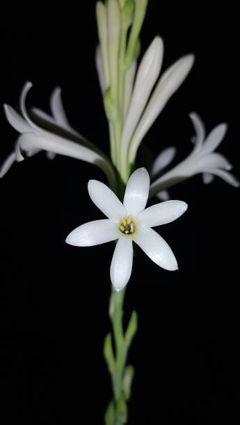 istock Painted lily flowers in our garden 1744799183