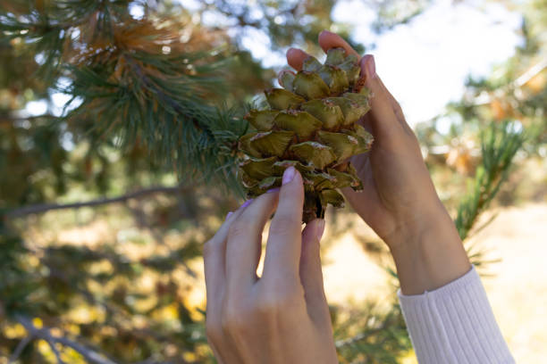 Cropped Human Hands Picks, Collects Pine Cone From Cedar, Needles Tree In Forest To Get Nuts, Essential Oil Or For Decor. Evergreen Nursery. Harvesting. Horizontal Plane