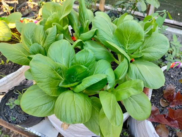 istock mustard plants in the vegetable garden 1744802021