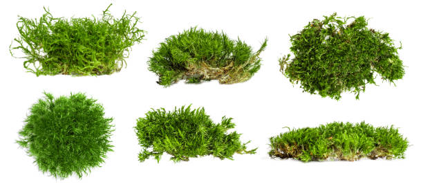 istock Set. different shape options. There is a lot of forest moss on an empty background. 1744802591