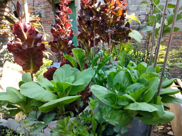 istock mustard plants in the vegetable garden 1744803133