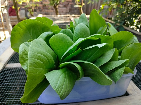 Mustard plants in the vegetable garden grow abundantly. grow lush. This type of mustard greens is a type of pokchoy. The shape of the leaves is wide, large and like a rose