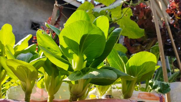 istock mustard plants in the vegetable garden 1744804358