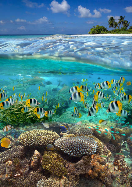 istock Tropical Reef - French Polynesia - South Pacific 1744810022