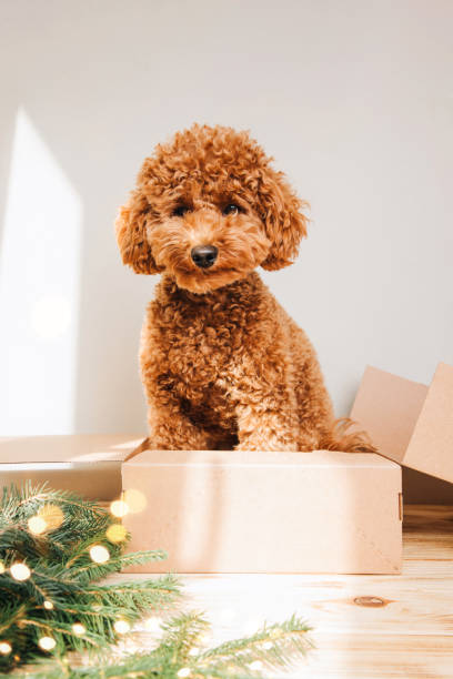 Small ginger poodle dog in brown cardboard box with coniferous branches on a light background. Pet's portrait stock photo