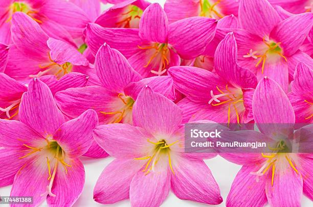 Zephyranthes 릴리 0명에 대한 스톡 사진 및 기타 이미지 - 0명, 꽃 나무, 꽃-꽃의 구조