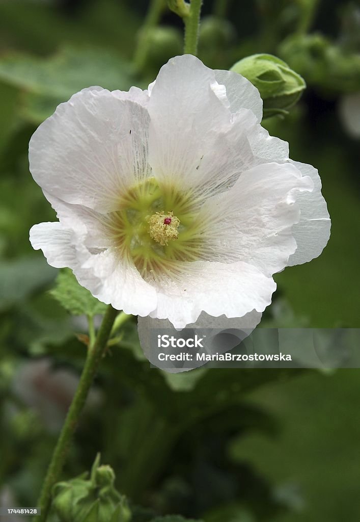 Fleur blanche de plantes vivaces MAUVE - Photo de Blanc libre de droits