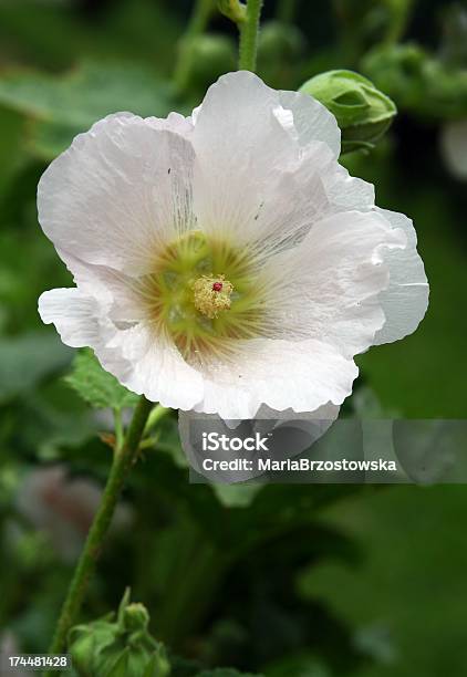 Photo libre de droit de Fleur Blanche De Plantes Vivaces Mauve banque d'images et plus d'images libres de droit de Blanc - Blanc, Fleur - Flore, Flore