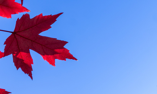 Bright red maple leaf against blue sky