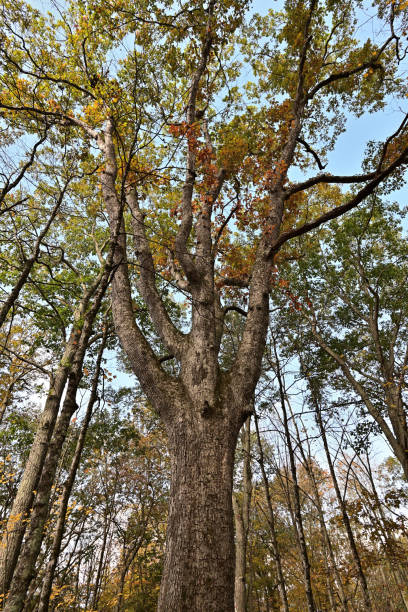 Crown of white oak (Quercus alba)